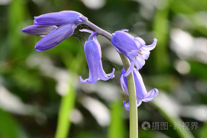 蓝铃花照片 正版商用图片25ugsa 摄图新视界 蓝铃花照片 正版商用图片25ugsa 摄图新视界