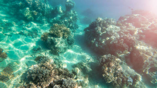 Beautiful corals of underwater world, Queensland, Great Barrier 