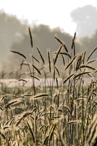 作物 风景 天空 农田 稻草 自然 夏天 小麦 早晨 阳光