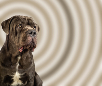 cane corso来自意大利cane dog,而"corso"来自th照片