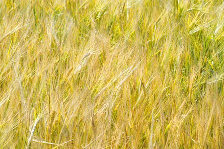 Summer photography. The wheat field, the cereal plant, which is 