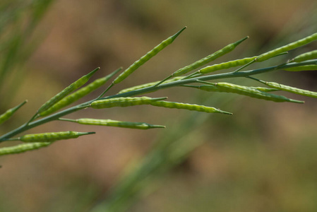 种植在农田里的绿色芥末荚。