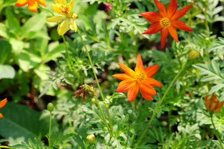 公园 花园 粉红色 百合花 自然 紫色 颜色 郁金香 夏天