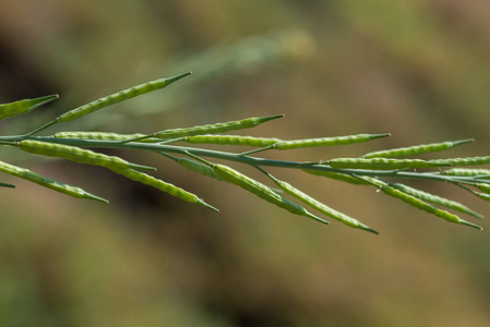 种植在农田里的绿色芥末荚。