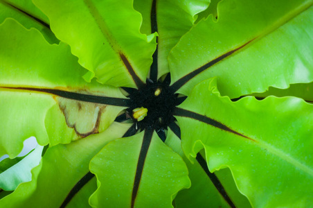  Bird nest fern