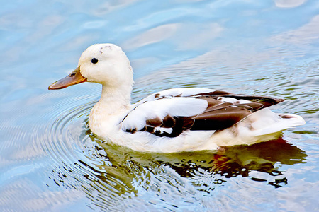 池塘 形象 绿头鸭 藤条 美丽的 自然 活着的 羽毛 异常