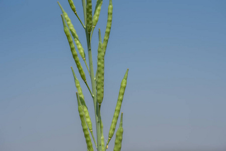 种植在农田里的绿色芥末荚。