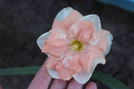 美丽的 夏天 花瓣 美女 粉红色 花束 植物 自然 春天