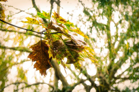 树叶 天空 美女 古老的 十月 颜色 落下 夏天 植物区系