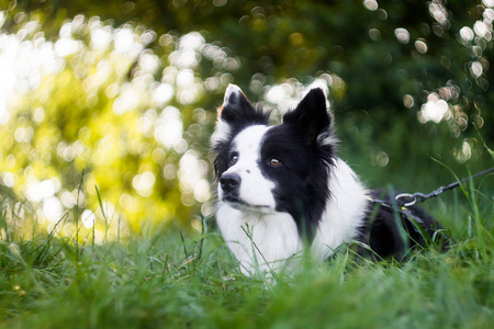 充满活力的黑白边境牧羊犬肖像