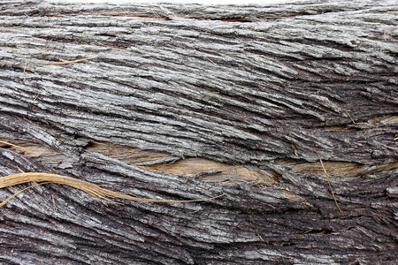 复古的 材料 特写镜头 自然 纹理 墙纸 树干 古老的 老年人