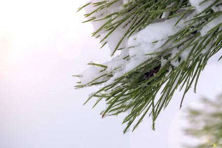 雪花 假日 云杉 松木 新的 降雪 寒冷的 分支 特写镜头