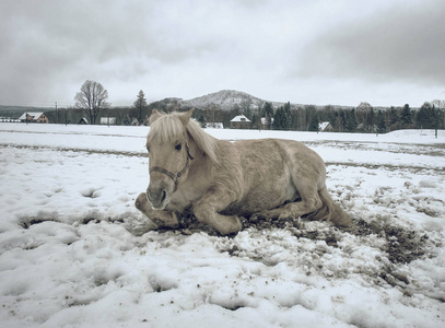 伊莎贝拉雪地里的白马。冬季生活