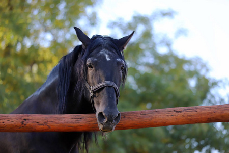 Young stallion looking over the corral fence 