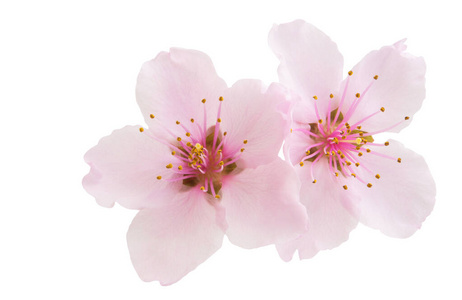 Sakura flowers isolated 