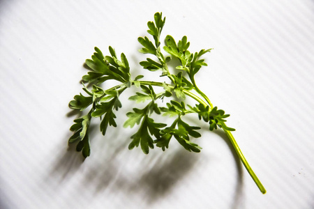 花园 蔬菜 植物 健康 分支 素食主义者 艾草 自然 调料品