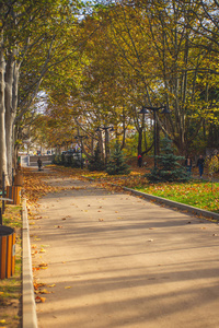 People are walking in the autumn forest. Falling yellow leaves. 