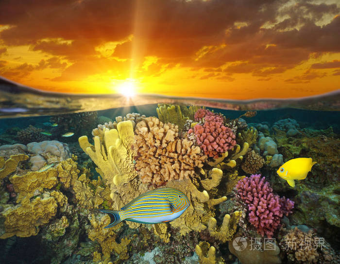 夕阳的天空和水下五颜六色的珊瑚鱼