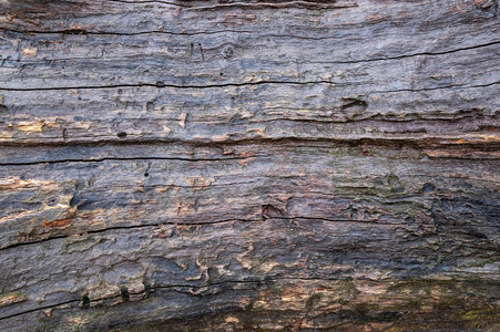 Wet dark wood background. Texture of the old wet nerve. 