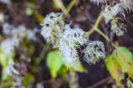 领域 植物学 植物 公园 颜色 分支 季节 夏天 森林 芦苇