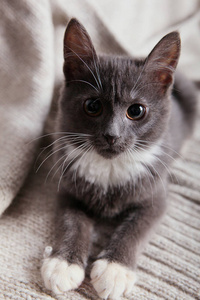 灰色小猫