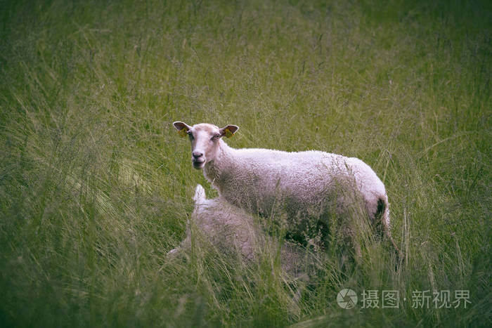 母亲 春天 放牧 自然 农场 野生动物 可爱的 农业 哺乳动物