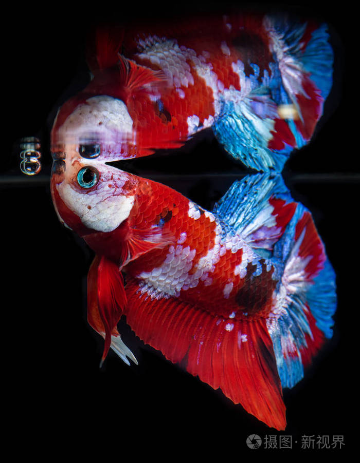 锦鲤银河花式斗鱼