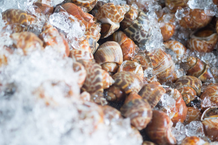 斑点的巴比伦fresh spotted babylon piled up on crushed ice for