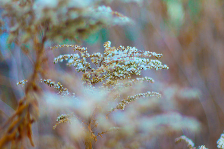 美丽的 植物学 风景 芦苇 领域 冷冰冰的 太阳 季节 植物