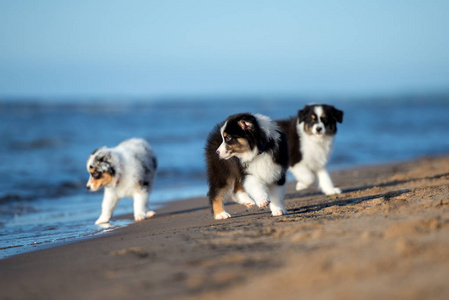 宠物 犬科动物 宝贝 可爱的 夏天 美丽的 动物 乐趣 小狗