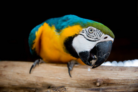  blue and yellow macaw