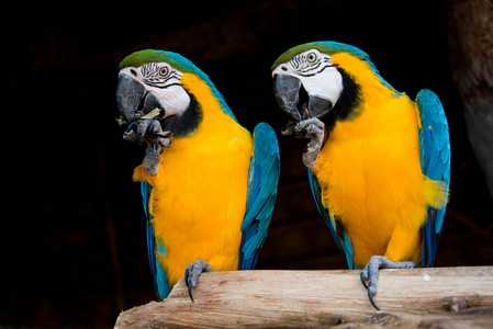  blue and yellow macaw