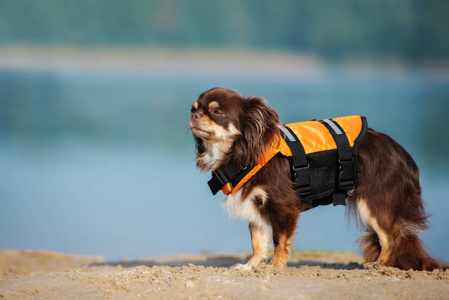 背心 夹克 训练 摆姿势 安全 宠物 安全的 救生员 生活