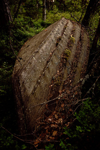 夏天 植物 环境 古老的 树叶 岩石 苔藓 木材 北欧 风景