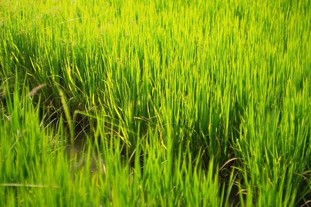 以绿色稻田为背景