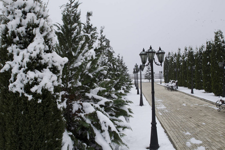 森林 降雪 城市 自然 季节 圣诞节 寒冷的 假日 场景