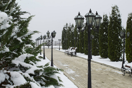 天气 冬天 森林 圣诞节 风景 降雪 美丽的 季节 街道