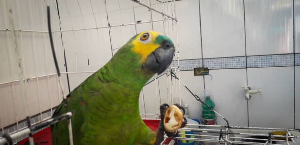 笼中的巴西鹦鹉。在累西腓，这很常见。巴西典型的鸟。