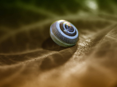 绿叶上的小蜗牛，特写镜头