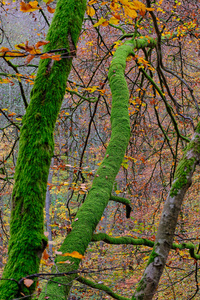 古老的 环境 花园 秋天 木材 瑞典 分支 橡树 春天 苔藓