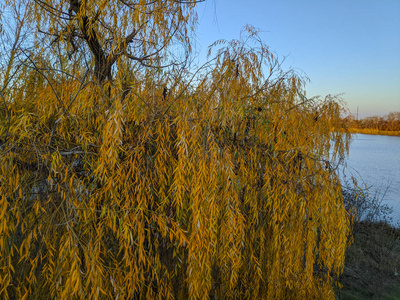 分支 树叶 天空 落下 木材 季节 森林 风景 太阳 自然