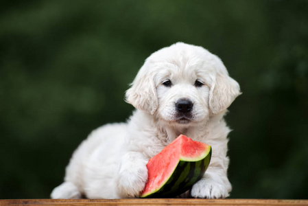 动物 水果 幼犬 食物 美丽的 哺乳动物 可爱极了 西瓜