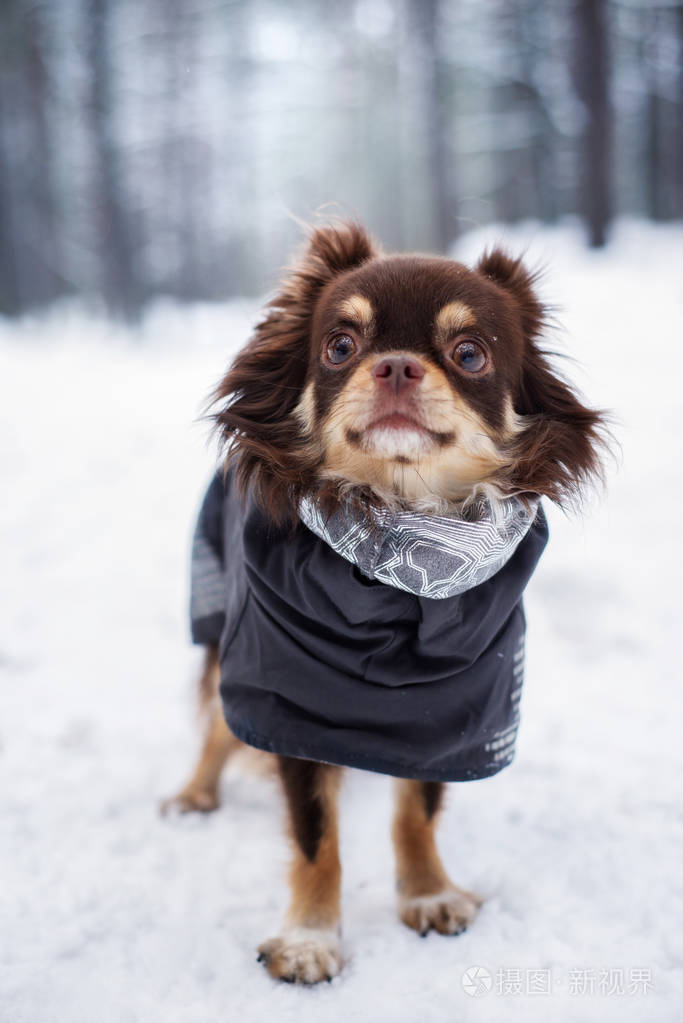 穿着冬装站在雪地里的吉娃娃狗