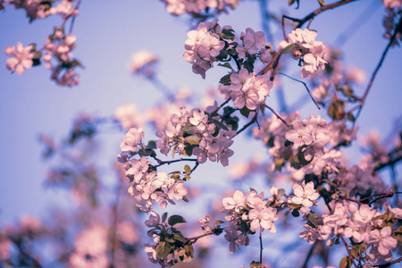 紫罗兰 花瓣 颜色 自然 夏天 开花 美丽的 春天 日本人