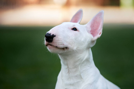 可爱极了 小狗 美丽的 耳朵 夏天 自然 犬科动物 动物