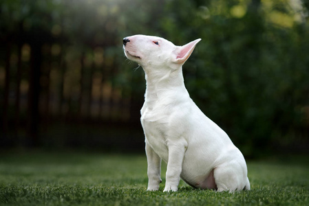 宠物 肖像 犬科动物 哺乳动物 耳朵 动物 繁殖 纯种 美丽的