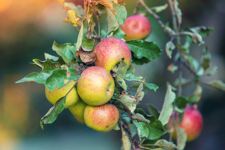春天 木材 美丽的 美味的 自然 苹果 收获 维生素 树叶