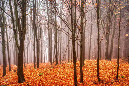 秋天的落叶在森林里，背景是美丽的雾，斯洛伐克马拉法特拉