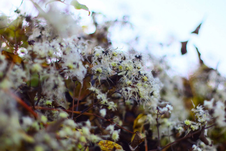 场景 美丽的 芦苇 天气 冷冰冰的 季节 秋天 分支 太阳