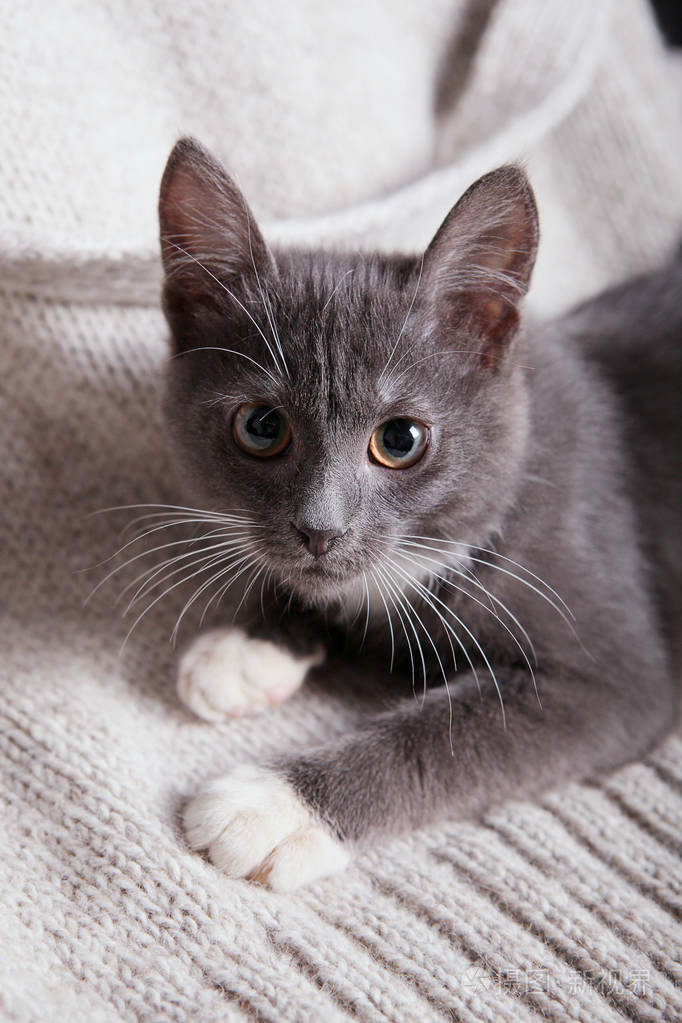 灰色小猫